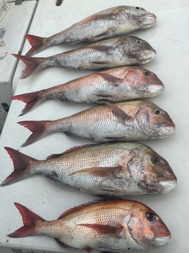 タイの釣果