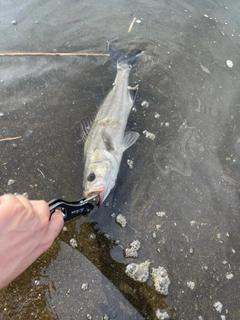 セイゴ（マルスズキ）の釣果