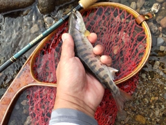 ヤマメの釣果