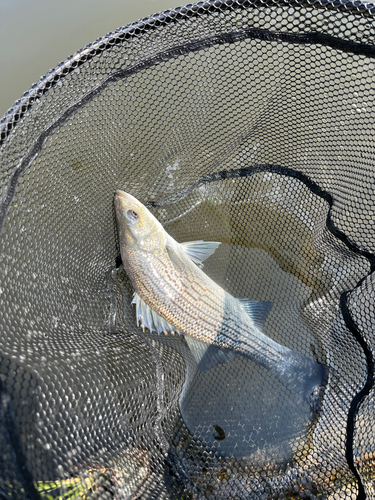 ストライパーの釣果