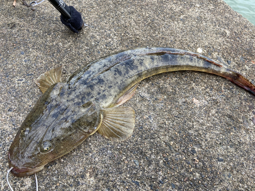 マゴチの釣果