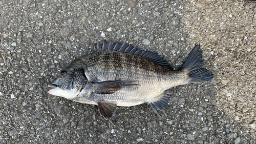 クロダイの釣果