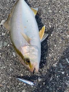 ショゴの釣果