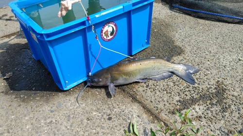 アメリカナマズの釣果