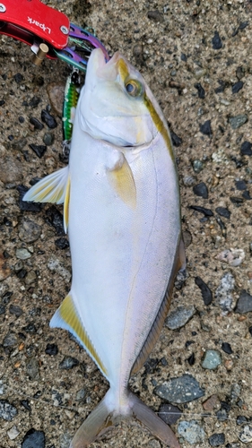 ショゴの釣果