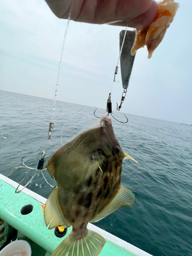 カワハギの釣果