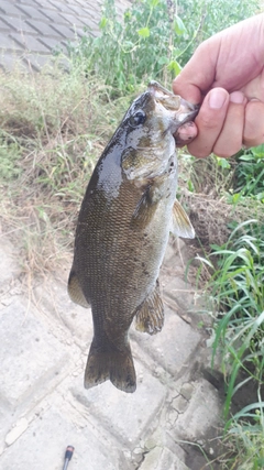 スモールマウスバスの釣果