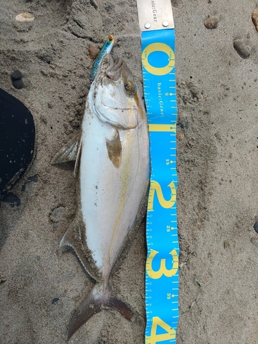 ショゴの釣果