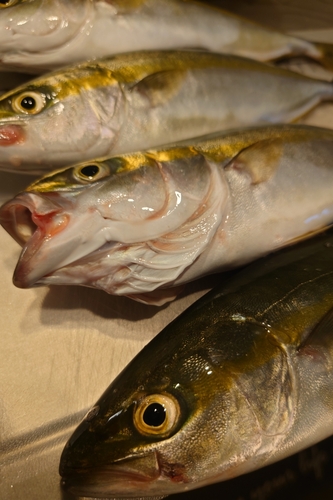 ツバイソの釣果