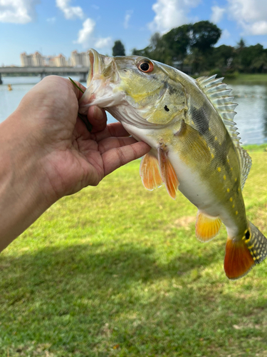 ピーコックバスの釣果