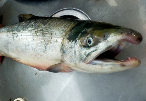 サケの釣果