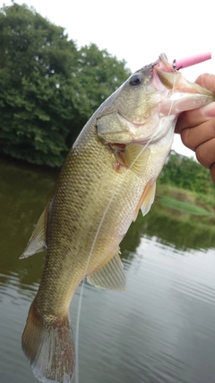 ラージマウスバスの釣果