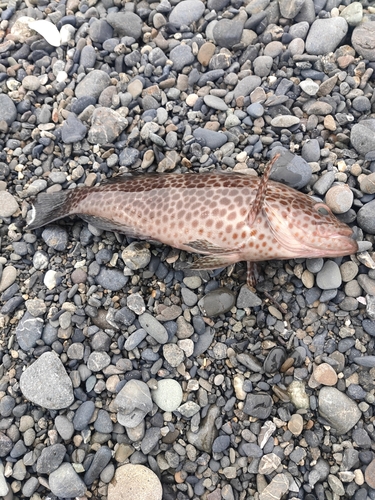 オオモンハタの釣果