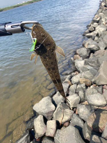 コチの釣果