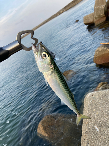 サバの釣果