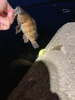 メバルの釣果