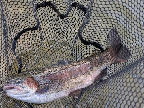 ニジマスの釣果