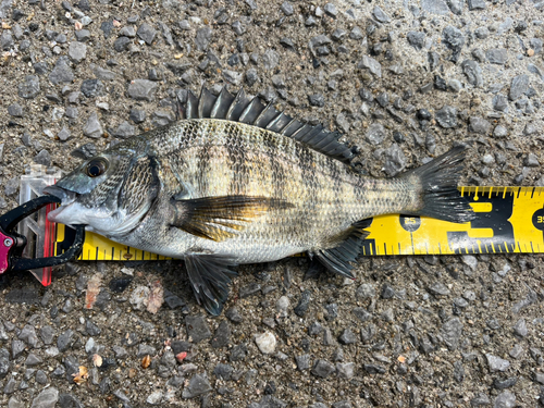 チヌの釣果