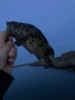 クロソイの釣果