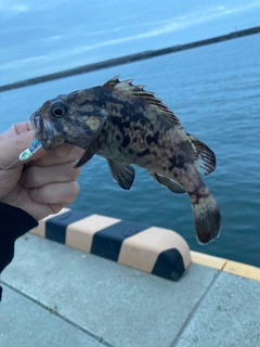 クロソイの釣果