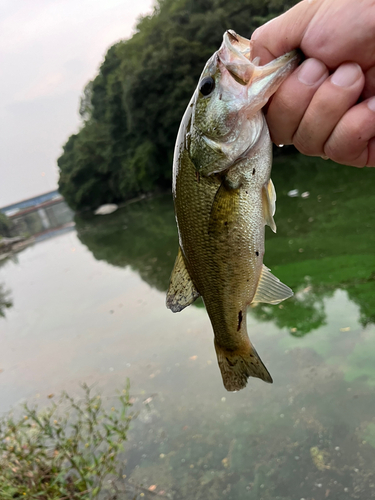 ラージマウスバスの釣果