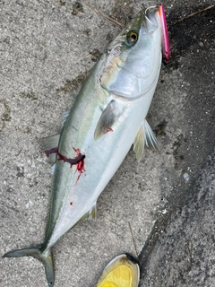 ブリの釣果