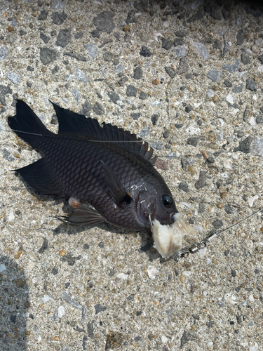 スズメダイの釣果