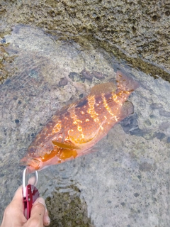 キジハタの釣果