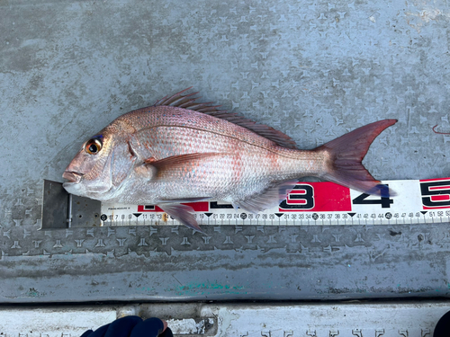 マダイの釣果