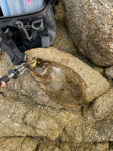 ヒラメの釣果