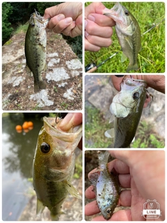 ブラックバスの釣果