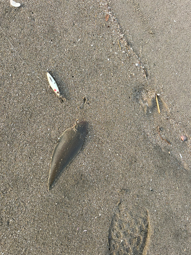 シタビラメの釣果