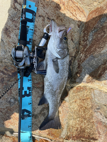 ヒラスズキの釣果