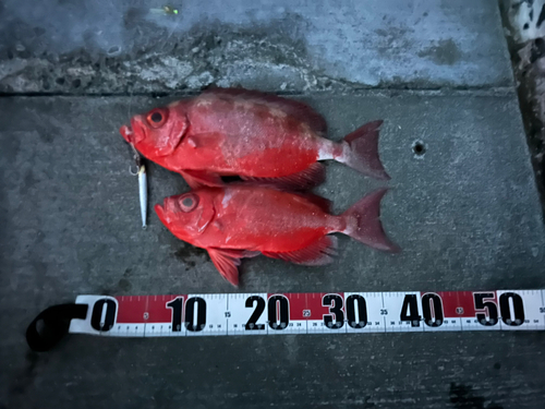 ホウセキキントキの釣果