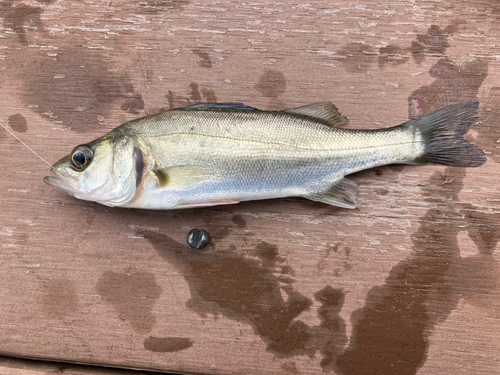 セイゴ（マルスズキ）の釣果