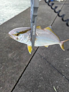 シオの釣果