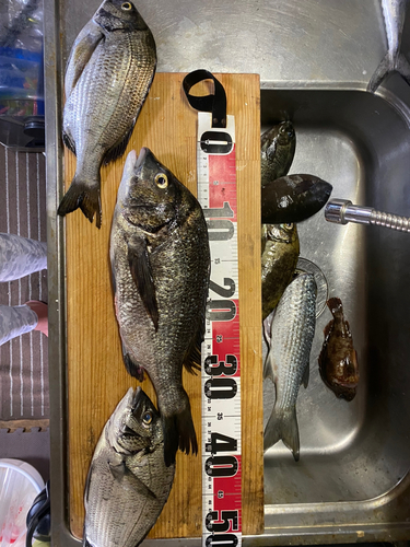 クロダイの釣果