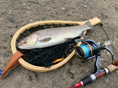 ニジマスの釣果