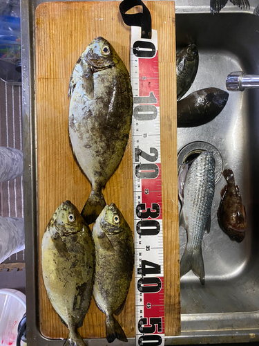 アイゴの釣果