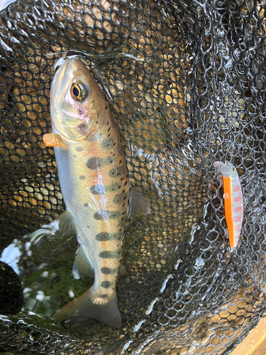 ヤマメの釣果