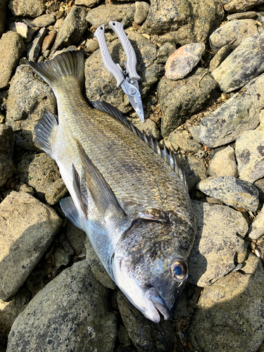 ミナミクロダイの釣果