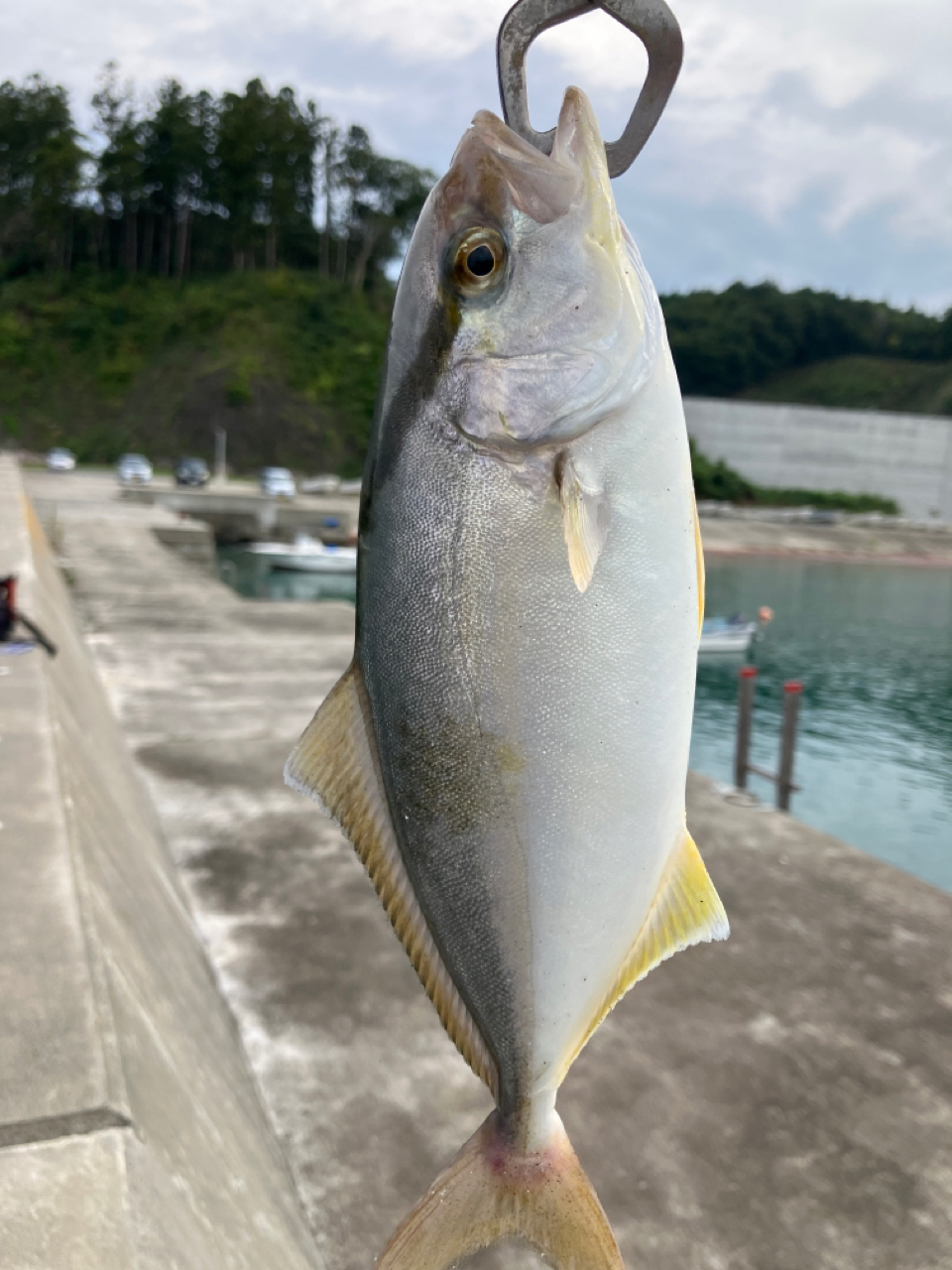 ショゴ