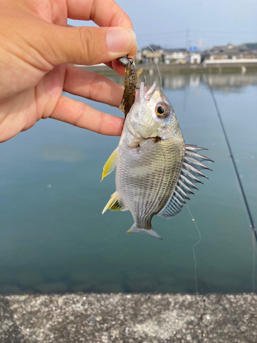 キビレの釣果