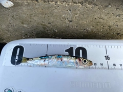 ウルメイワシの釣果