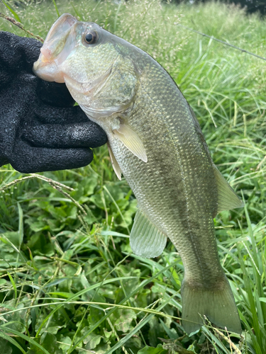 ラージマウスバスの釣果