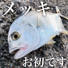 メッキの釣果