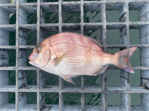 チャリコの釣果