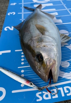 ショゴの釣果