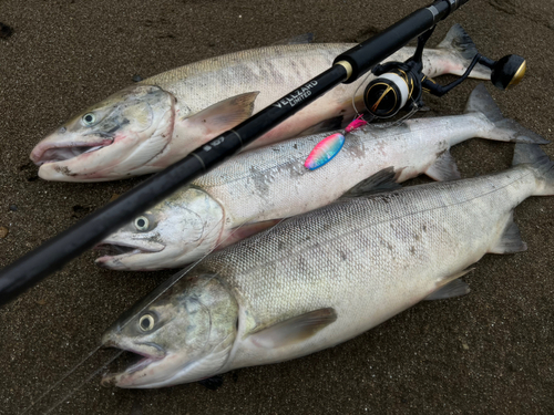 アキアジの釣果