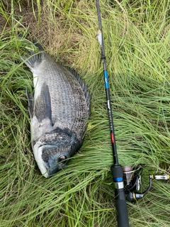 チヌの釣果